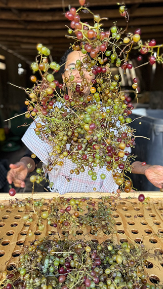 Laura throwing red and green grapes over a wooden zaranda